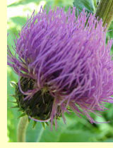 Бодяк болотный (Cirsium palustre Scop.) Бодяк болотный (Cirsium palustre Scop.)